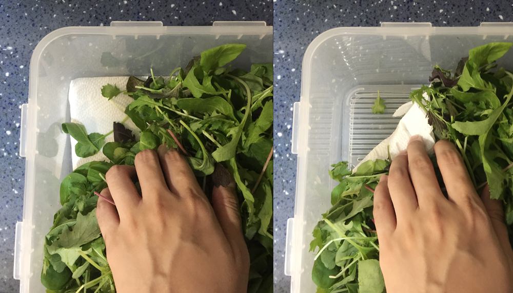 樂扣保鮮盒 保存生菜方法