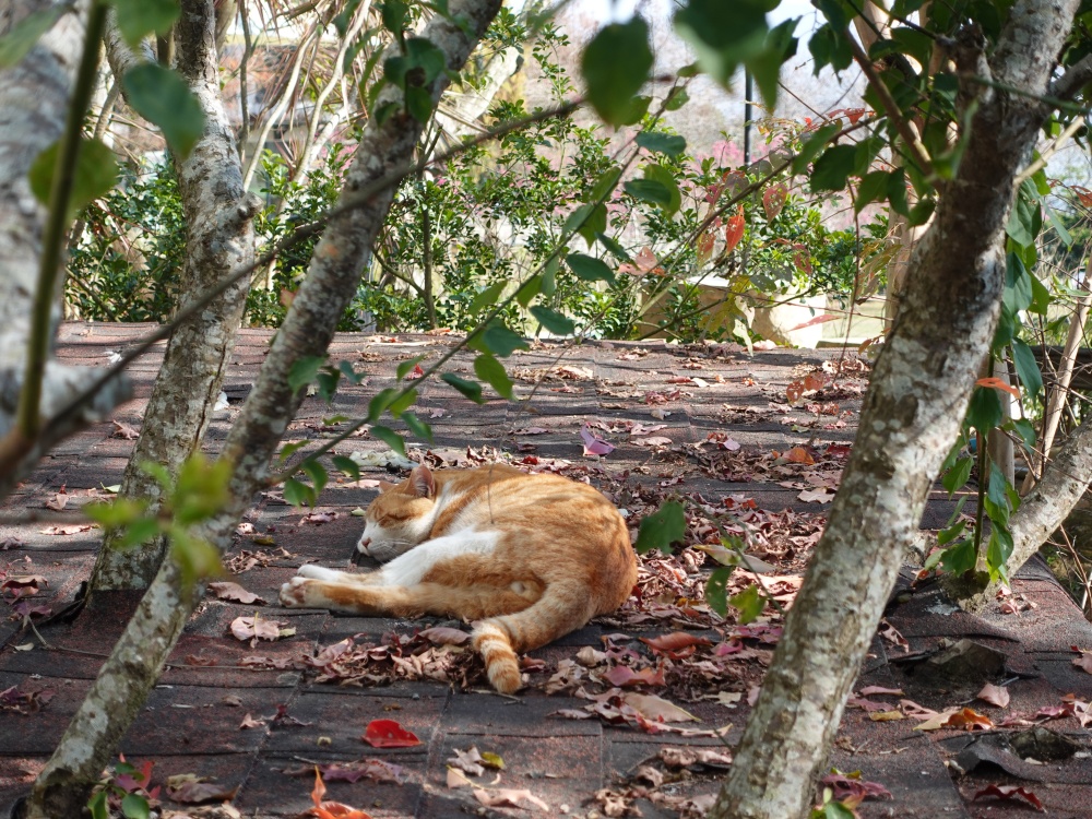 苗栗自然風情景觀渡假民宿也有慵懶貓咪睡午覺
